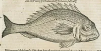 An illustration from Conradi Gesneri medici Tigurini Historiæ animalium liber IIII. Qui est de Piscium & aquatilium animantium natura. Cum iconibus singulorum ad uiuum expressis fere omnib. DCCVI. Continentur in hoc uolumine Gulielmi Rondeletij quoq[ue] medicinæ professoris regij in Schola Monspeliensi et Petri Bellonij Cenomani, medici hoc tempore Lutetiæ eximij, de aquatilium singulis scripta (1558)
