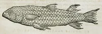 An illustration from Conradi Gesneri medici Tigurini Historiæ animalium liber IIII. Qui est de Piscium & aquatilium animantium natura. Cum iconibus singulorum ad uiuum expressis fere omnib. DCCVI. Continentur in hoc uolumine Gulielmi Rondeletij quoq[ue] medicinæ professoris regij in Schola Monspeliensi et Petri Bellonij Cenomani, medici hoc tempore Lutetiæ eximij, de aquatilium singulis scripta (1558)