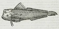 An illustration from Conradi Gesneri medici Tigurini Historiæ animalium liber IIII. Qui est de Piscium & aquatilium animantium natura. Cum iconibus singulorum ad uiuum expressis fere omnib. DCCVI. Continentur in hoc uolumine Gulielmi Rondeletij quoq[ue] medicinæ professoris regij in Schola Monspeliensi et Petri Bellonij Cenomani, medici hoc tempore Lutetiæ eximij, de aquatilium singulis scripta (1558)