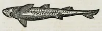 An illustration from Conradi Gesneri medici Tigurini Historiæ animalium liber IIII. Qui est de Piscium & aquatilium animantium natura. Cum iconibus singulorum ad uiuum expressis fere omnib. DCCVI. Continentur in hoc uolumine Gulielmi Rondeletij quoq[ue] medicinæ professoris regij in Schola Monspeliensi et Petri Bellonij Cenomani, medici hoc tempore Lutetiæ eximij, de aquatilium singulis scripta (1558)