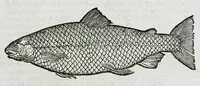 An illustration from Conradi Gesneri medici Tigurini Historiæ animalium liber IIII. Qui est de Piscium & aquatilium animantium natura. Cum iconibus singulorum ad uiuum expressis fere omnib. DCCVI. Continentur in hoc uolumine Gulielmi Rondeletij quoq[ue] medicinæ professoris regij in Schola Monspeliensi et Petri Bellonij Cenomani, medici hoc tempore Lutetiæ eximij, de aquatilium singulis scripta (1558)