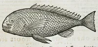 An illustration from Conradi Gesneri medici Tigurini Historiæ animalium liber IIII. Qui est de Piscium & aquatilium animantium natura. Cum iconibus singulorum ad uiuum expressis fere omnib. DCCVI. Continentur in hoc uolumine Gulielmi Rondeletij quoq[ue] medicinæ professoris regij in Schola Monspeliensi et Petri Bellonij Cenomani, medici hoc tempore Lutetiæ eximij, de aquatilium singulis scripta (1558)
