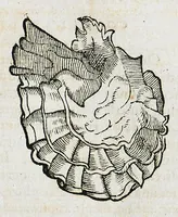 An illustration from Conradi Gesneri medici Tigurini Historiæ animalium liber IIII. Qui est de Piscium & aquatilium animantium natura. Cum iconibus singulorum ad uiuum expressis fere omnib. DCCVI. Continentur in hoc uolumine Gulielmi Rondeletij quoq[ue] medicinæ professoris regij in Schola Monspeliensi et Petri Bellonij Cenomani, medici hoc tempore Lutetiæ eximij, de aquatilium singulis scripta (1558)