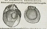 Picture 38 of 67 from Conradi Gesneri medici Tigurini Historiæ animalium liber IIII. Qui est de Piscium & aquatilium animantium natura. Cum iconibus singulorum ad uiuum expressis fere omnib. DCCVI. Continentur in hoc uolumine Gulielmi Rondeletij quoq[ue] medicinæ professoris regij in Schola Monspeliensi et Petri Bellonij Cenomani, medici hoc tempore Lutetiæ eximij, de aquatilium singulis scripta (1558), leaf 805