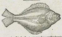 An illustration from Conradi Gesneri medici Tigurini Historiæ animalium liber IIII. Qui est de Piscium & aquatilium animantium natura. Cum iconibus singulorum ad uiuum expressis fere omnib. DCCVI. Continentur in hoc uolumine Gulielmi Rondeletij quoq[ue] medicinæ professoris regij in Schola Monspeliensi et Petri Bellonij Cenomani, medici hoc tempore Lutetiæ eximij, de aquatilium singulis scripta (1558)