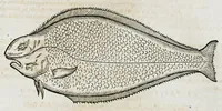 An illustration from Conradi Gesneri medici Tigurini Historiæ animalium liber IIII. Qui est de Piscium & aquatilium animantium natura. Cum iconibus singulorum ad uiuum expressis fere omnib. DCCVI. Continentur in hoc uolumine Gulielmi Rondeletij quoq[ue] medicinæ professoris regij in Schola Monspeliensi et Petri Bellonij Cenomani, medici hoc tempore Lutetiæ eximij, de aquatilium singulis scripta (1558)