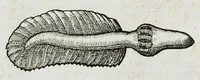 An illustration from Conradi Gesneri medici Tigurini Historiæ animalium liber IIII. Qui est de Piscium & aquatilium animantium natura. Cum iconibus singulorum ad uiuum expressis fere omnib. DCCVI. Continentur in hoc uolumine Gulielmi Rondeletij quoq[ue] medicinæ professoris regij in Schola Monspeliensi et Petri Bellonij Cenomani, medici hoc tempore Lutetiæ eximij, de aquatilium singulis scripta (1558)