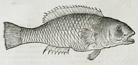 An illustration from Conradi Gesneri medici Tigurini Historiæ animalium liber IIII. Qui est de Piscium & aquatilium animantium natura. Cum iconibus singulorum ad uiuum expressis fere omnib. DCCVI. Continentur in hoc uolumine Gulielmi Rondeletij quoq[ue] medicinæ professoris regij in Schola Monspeliensi et Petri Bellonij Cenomani, medici hoc tempore Lutetiæ eximij, de aquatilium singulis scripta (1558)