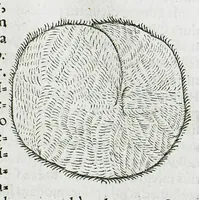 An illustration from Conradi Gesneri medici Tigurini Historiæ animalium liber IIII. Qui est de Piscium & aquatilium animantium natura. Cum iconibus singulorum ad uiuum expressis fere omnib. DCCVI. Continentur in hoc uolumine Gulielmi Rondeletij quoq[ue] medicinæ professoris regij in Schola Monspeliensi et Petri Bellonij Cenomani, medici hoc tempore Lutetiæ eximij, de aquatilium singulis scripta (1558)