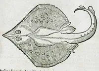 Picture 45 of 67 from Conradi Gesneri medici Tigurini Historiæ animalium liber IIII. Qui est de Piscium & aquatilium animantium natura. Cum iconibus singulorum ad uiuum expressis fere omnib. DCCVI. Continentur in hoc uolumine Gulielmi Rondeletij quoq[ue] medicinæ professoris regij in Schola Monspeliensi et Petri Bellonij Cenomani, medici hoc tempore Lutetiæ eximij, de aquatilium singulis scripta (1558), leaf 977