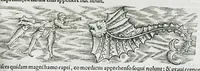 Picture 46 of 67 from Conradi Gesneri medici Tigurini Historiæ animalium liber IIII. Qui est de Piscium & aquatilium animantium natura. Cum iconibus singulorum ad uiuum expressis fere omnib. DCCVI. Continentur in hoc uolumine Gulielmi Rondeletij quoq[ue] medicinæ professoris regij in Schola Monspeliensi et Petri Bellonij Cenomani, medici hoc tempore Lutetiæ eximij, de aquatilium singulis scripta (1558), leaf 985