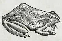 An illustration from Conradi Gesneri medici Tigurini Historiæ animalium liber IIII. Qui est de Piscium & aquatilium animantium natura. Cum iconibus singulorum ad uiuum expressis fere omnib. DCCVI. Continentur in hoc uolumine Gulielmi Rondeletij quoq[ue] medicinæ professoris regij in Schola Monspeliensi et Petri Bellonij Cenomani, medici hoc tempore Lutetiæ eximij, de aquatilium singulis scripta (1558)