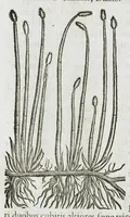 An illustration from Historia generalis plantarum : in libros XVIII per certas classes artificiose digesta, Haec plusquam mille imaginibus plantarum locupletior superioribus, omnes propemodum quae ab antiquis scriptoribus, Graecis, Latinis, Arabibus, nominantur: necnon eas quae in orientis atque Occidentis partibus, ante seculum nostrum incognitis, repertae fuerunt, tibi exhibet ; habes etiam earundem plantarum peculiaria diversis nationibus nomina: habes amplas descriptiones, è quibus singularum genus, formam, ubi crescant et quo tempore vigeant, natiorum temperamentum, vires denique in Medicina proprias cognosces. (1587)