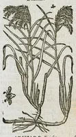 An illustration from Historia generalis plantarum : in libros XVIII per certas classes artificiose digesta, Haec plusquam mille imaginibus plantarum locupletior superioribus, omnes propemodum quae ab antiquis scriptoribus, Graecis, Latinis, Arabibus, nominantur: necnon eas quae in orientis atque Occidentis partibus, ante seculum nostrum incognitis, repertae fuerunt, tibi exhibet ; habes etiam earundem plantarum peculiaria diversis nationibus nomina: habes amplas descriptiones, è quibus singularum genus, formam, ubi crescant et quo tempore vigeant, natiorum temperamentum, vires denique in Medicina proprias cognosces. (1587)