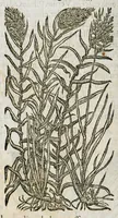 An illustration from Historia generalis plantarum : in libros XVIII per certas classes artificiose digesta, Haec plusquam mille imaginibus plantarum locupletior superioribus, omnes propemodum quae ab antiquis scriptoribus, Graecis, Latinis, Arabibus, nominantur: necnon eas quae in orientis atque Occidentis partibus, ante seculum nostrum incognitis, repertae fuerunt, tibi exhibet ; habes etiam earundem plantarum peculiaria diversis nationibus nomina: habes amplas descriptiones, è quibus singularum genus, formam, ubi crescant et quo tempore vigeant, natiorum temperamentum, vires denique in Medicina proprias cognosces. (1587)