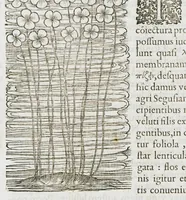 An illustration from Historia generalis plantarum : in libros XVIII per certas classes artificiose digesta, Haec plusquam mille imaginibus plantarum locupletior superioribus, omnes propemodum quae ab antiquis scriptoribus, Graecis, Latinis, Arabibus, nominantur: necnon eas quae in orientis atque Occidentis partibus, ante seculum nostrum incognitis, repertae fuerunt, tibi exhibet ; habes etiam earundem plantarum peculiaria diversis nationibus nomina: habes amplas descriptiones, è quibus singularum genus, formam, ubi crescant et quo tempore vigeant, natiorum temperamentum, vires denique in Medicina proprias cognosces. (1587)