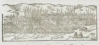 An illustration from Historia generalis plantarum : in libros XVIII per certas classes artificiose digesta, Haec plusquam mille imaginibus plantarum locupletior superioribus, omnes propemodum quae ab antiquis scriptoribus, Graecis, Latinis, Arabibus, nominantur: necnon eas quae in orientis atque Occidentis partibus, ante seculum nostrum incognitis, repertae fuerunt, tibi exhibet ; habes etiam earundem plantarum peculiaria diversis nationibus nomina: habes amplas descriptiones, è quibus singularum genus, formam, ubi crescant et quo tempore vigeant, natiorum temperamentum, vires denique in Medicina proprias cognosces. (1587)