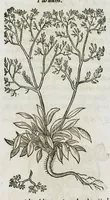 An illustration from Historia generalis plantarum : in libros XVIII per certas classes artificiose digesta, Haec plusquam mille imaginibus plantarum locupletior superioribus, omnes propemodum quae ab antiquis scriptoribus, Graecis, Latinis, Arabibus, nominantur: necnon eas quae in orientis atque Occidentis partibus, ante seculum nostrum incognitis, repertae fuerunt, tibi exhibet ; habes etiam earundem plantarum peculiaria diversis nationibus nomina: habes amplas descriptiones, è quibus singularum genus, formam, ubi crescant et quo tempore vigeant, natiorum temperamentum, vires denique in Medicina proprias cognosces. (1587)