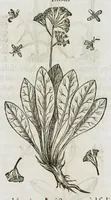 An illustration from Historia generalis plantarum : in libros XVIII per certas classes artificiose digesta, Haec plusquam mille imaginibus plantarum locupletior superioribus, omnes propemodum quae ab antiquis scriptoribus, Graecis, Latinis, Arabibus, nominantur: necnon eas quae in orientis atque Occidentis partibus, ante seculum nostrum incognitis, repertae fuerunt, tibi exhibet ; habes etiam earundem plantarum peculiaria diversis nationibus nomina: habes amplas descriptiones, è quibus singularum genus, formam, ubi crescant et quo tempore vigeant, natiorum temperamentum, vires denique in Medicina proprias cognosces. (1587)