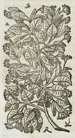 An illustration from Historia generalis plantarum : in libros XVIII per certas classes artificiose digesta, Haec plusquam mille imaginibus plantarum locupletior superioribus, omnes propemodum quae ab antiquis scriptoribus, Graecis, Latinis, Arabibus, nominantur: necnon eas quae in orientis atque Occidentis partibus, ante seculum nostrum incognitis, repertae fuerunt, tibi exhibet ; habes etiam earundem plantarum peculiaria diversis nationibus nomina: habes amplas descriptiones, è quibus singularum genus, formam, ubi crescant et quo tempore vigeant, natiorum temperamentum, vires denique in Medicina proprias cognosces. (1587)