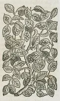 An illustration from Historia generalis plantarum : in libros XVIII per certas classes artificiose digesta, Haec plusquam mille imaginibus plantarum locupletior superioribus, omnes propemodum quae ab antiquis scriptoribus, Graecis, Latinis, Arabibus, nominantur: necnon eas quae in orientis atque Occidentis partibus, ante seculum nostrum incognitis, repertae fuerunt, tibi exhibet ; habes etiam earundem plantarum peculiaria diversis nationibus nomina: habes amplas descriptiones, è quibus singularum genus, formam, ubi crescant et quo tempore vigeant, natiorum temperamentum, vires denique in Medicina proprias cognosces. (1587)