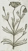 An illustration from Historia generalis plantarum : in libros XVIII per certas classes artificiose digesta, Haec plusquam mille imaginibus plantarum locupletior superioribus, omnes propemodum quae ab antiquis scriptoribus, Graecis, Latinis, Arabibus, nominantur: necnon eas quae in orientis atque Occidentis partibus, ante seculum nostrum incognitis, repertae fuerunt, tibi exhibet ; habes etiam earundem plantarum peculiaria diversis nationibus nomina: habes amplas descriptiones, è quibus singularum genus, formam, ubi crescant et quo tempore vigeant, natiorum temperamentum, vires denique in Medicina proprias cognosces. (1587)
