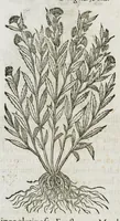 An illustration from Historia generalis plantarum : in libros XVIII per certas classes artificiose digesta, Haec plusquam mille imaginibus plantarum locupletior superioribus, omnes propemodum quae ab antiquis scriptoribus, Graecis, Latinis, Arabibus, nominantur: necnon eas quae in orientis atque Occidentis partibus, ante seculum nostrum incognitis, repertae fuerunt, tibi exhibet ; habes etiam earundem plantarum peculiaria diversis nationibus nomina: habes amplas descriptiones, è quibus singularum genus, formam, ubi crescant et quo tempore vigeant, natiorum temperamentum, vires denique in Medicina proprias cognosces. (1587)