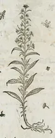 An illustration from Historia generalis plantarum : in libros XVIII per certas classes artificiose digesta, Haec plusquam mille imaginibus plantarum locupletior superioribus, omnes propemodum quae ab antiquis scriptoribus, Graecis, Latinis, Arabibus, nominantur: necnon eas quae in orientis atque Occidentis partibus, ante seculum nostrum incognitis, repertae fuerunt, tibi exhibet ; habes etiam earundem plantarum peculiaria diversis nationibus nomina: habes amplas descriptiones, è quibus singularum genus, formam, ubi crescant et quo tempore vigeant, natiorum temperamentum, vires denique in Medicina proprias cognosces. (1587)