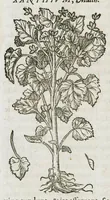 An illustration from Historia generalis plantarum : in libros XVIII per certas classes artificiose digesta, Haec plusquam mille imaginibus plantarum locupletior superioribus, omnes propemodum quae ab antiquis scriptoribus, Graecis, Latinis, Arabibus, nominantur: necnon eas quae in orientis atque Occidentis partibus, ante seculum nostrum incognitis, repertae fuerunt, tibi exhibet ; habes etiam earundem plantarum peculiaria diversis nationibus nomina: habes amplas descriptiones, è quibus singularum genus, formam, ubi crescant et quo tempore vigeant, natiorum temperamentum, vires denique in Medicina proprias cognosces. (1587)