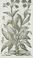 An illustration from Historia generalis plantarum : in libros XVIII per certas classes artificiose digesta, Haec plusquam mille imaginibus plantarum locupletior superioribus, omnes propemodum quae ab antiquis scriptoribus, Graecis, Latinis, Arabibus, nominantur: necnon eas quae in orientis atque Occidentis partibus, ante seculum nostrum incognitis, repertae fuerunt, tibi exhibet ; habes etiam earundem plantarum peculiaria diversis nationibus nomina: habes amplas descriptiones, è quibus singularum genus, formam, ubi crescant et quo tempore vigeant, natiorum temperamentum, vires denique in Medicina proprias cognosces. (1587)