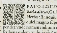 An illustration from Historia generalis plantarum : in libros XVIII per certas classes artificiose digesta, Haec plusquam mille imaginibus plantarum locupletior superioribus, omnes propemodum quae ab antiquis scriptoribus, Graecis, Latinis, Arabibus, nominantur: necnon eas quae in orientis atque Occidentis partibus, ante seculum nostrum incognitis, repertae fuerunt, tibi exhibet ; habes etiam earundem plantarum peculiaria diversis nationibus nomina: habes amplas descriptiones, è quibus singularum genus, formam, ubi crescant et quo tempore vigeant, natiorum temperamentum, vires denique in Medicina proprias cognosces. (1587)