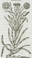 An illustration from Historia generalis plantarum : in libros XVIII per certas classes artificiose digesta, Haec plusquam mille imaginibus plantarum locupletior superioribus, omnes propemodum quae ab antiquis scriptoribus, Graecis, Latinis, Arabibus, nominantur: necnon eas quae in orientis atque Occidentis partibus, ante seculum nostrum incognitis, repertae fuerunt, tibi exhibet ; habes etiam earundem plantarum peculiaria diversis nationibus nomina: habes amplas descriptiones, è quibus singularum genus, formam, ubi crescant et quo tempore vigeant, natiorum temperamentum, vires denique in Medicina proprias cognosces. (1587)