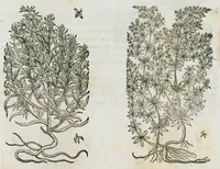 An illustration from Historia generalis plantarum : in libros XVIII per certas classes artificiose digesta, Haec plusquam mille imaginibus plantarum locupletior superioribus, omnes propemodum quae ab antiquis scriptoribus, Graecis, Latinis, Arabibus, nominantur: necnon eas quae in orientis atque Occidentis partibus, ante seculum nostrum incognitis, repertae fuerunt, tibi exhibet ; habes etiam earundem plantarum peculiaria diversis nationibus nomina: habes amplas descriptiones, è quibus singularum genus, formam, ubi crescant et quo tempore vigeant, natiorum temperamentum, vires denique in Medicina proprias cognosces. (1587)