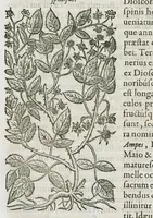 An illustration from Historia generalis plantarum : in libros XVIII per certas classes artificiose digesta, Haec plusquam mille imaginibus plantarum locupletior superioribus, omnes propemodum quae ab antiquis scriptoribus, Graecis, Latinis, Arabibus, nominantur: necnon eas quae in orientis atque Occidentis partibus, ante seculum nostrum incognitis, repertae fuerunt, tibi exhibet ; habes etiam earundem plantarum peculiaria diversis nationibus nomina: habes amplas descriptiones, è quibus singularum genus, formam, ubi crescant et quo tempore vigeant, natiorum temperamentum, vires denique in Medicina proprias cognosces. (1587)