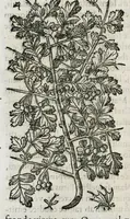 An illustration from Historia generalis plantarum : in libros XVIII per certas classes artificiose digesta, Haec plusquam mille imaginibus plantarum locupletior superioribus, omnes propemodum quae ab antiquis scriptoribus, Graecis, Latinis, Arabibus, nominantur: necnon eas quae in orientis atque Occidentis partibus, ante seculum nostrum incognitis, repertae fuerunt, tibi exhibet ; habes etiam earundem plantarum peculiaria diversis nationibus nomina: habes amplas descriptiones, è quibus singularum genus, formam, ubi crescant et quo tempore vigeant, natiorum temperamentum, vires denique in Medicina proprias cognosces. (1587)