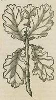 Picture 1 of 97 from Historia generalis plantarum : in libros XVIII per certas classes artificiose digesta, Haec plusquam mille imaginibus plantarum locupletior superioribus, omnes propemodum quae ab antiquis scriptoribus, Graecis, Latinis, Arabibus, nominantur: necnon eas quae in orientis atque Occidentis partibus, ante seculum nostrum incognitis, repertae fuerunt, tibi exhibet ; habes etiam earundem plantarum peculiaria diversis nationibus nomina: habes amplas descriptiones, è quibus singularum genus, formam, ubi crescant et quo tempore vigeant, natiorum temperamentum, vires denique in Medicina proprias cognosces. (1587), leaf 18
