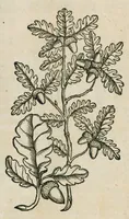 An illustration from Historia generalis plantarum : in libros XVIII per certas classes artificiose digesta, Haec plusquam mille imaginibus plantarum locupletior superioribus, omnes propemodum quae ab antiquis scriptoribus, Graecis, Latinis, Arabibus, nominantur: necnon eas quae in orientis atque Occidentis partibus, ante seculum nostrum incognitis, repertae fuerunt, tibi exhibet ; habes etiam earundem plantarum peculiaria diversis nationibus nomina: habes amplas descriptiones, è quibus singularum genus, formam, ubi crescant et quo tempore vigeant, natiorum temperamentum, vires denique in Medicina proprias cognosces. (1587)