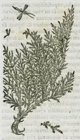 An illustration from Historia generalis plantarum : in libros XVIII per certas classes artificiose digesta, Haec plusquam mille imaginibus plantarum locupletior superioribus, omnes propemodum quae ab antiquis scriptoribus, Graecis, Latinis, Arabibus, nominantur: necnon eas quae in orientis atque Occidentis partibus, ante seculum nostrum incognitis, repertae fuerunt, tibi exhibet ; habes etiam earundem plantarum peculiaria diversis nationibus nomina: habes amplas descriptiones, è quibus singularum genus, formam, ubi crescant et quo tempore vigeant, natiorum temperamentum, vires denique in Medicina proprias cognosces. (1587)