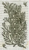 An illustration from Historia generalis plantarum : in libros XVIII per certas classes artificiose digesta, Haec plusquam mille imaginibus plantarum locupletior superioribus, omnes propemodum quae ab antiquis scriptoribus, Graecis, Latinis, Arabibus, nominantur: necnon eas quae in orientis atque Occidentis partibus, ante seculum nostrum incognitis, repertae fuerunt, tibi exhibet ; habes etiam earundem plantarum peculiaria diversis nationibus nomina: habes amplas descriptiones, è quibus singularum genus, formam, ubi crescant et quo tempore vigeant, natiorum temperamentum, vires denique in Medicina proprias cognosces. (1587)