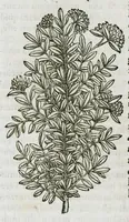 An illustration from Historia generalis plantarum : in libros XVIII per certas classes artificiose digesta, Haec plusquam mille imaginibus plantarum locupletior superioribus, omnes propemodum quae ab antiquis scriptoribus, Graecis, Latinis, Arabibus, nominantur: necnon eas quae in orientis atque Occidentis partibus, ante seculum nostrum incognitis, repertae fuerunt, tibi exhibet ; habes etiam earundem plantarum peculiaria diversis nationibus nomina: habes amplas descriptiones, è quibus singularum genus, formam, ubi crescant et quo tempore vigeant, natiorum temperamentum, vires denique in Medicina proprias cognosces. (1587)