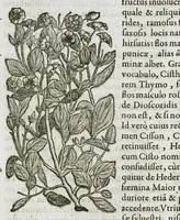 An illustration from Historia generalis plantarum : in libros XVIII per certas classes artificiose digesta, Haec plusquam mille imaginibus plantarum locupletior superioribus, omnes propemodum quae ab antiquis scriptoribus, Graecis, Latinis, Arabibus, nominantur: necnon eas quae in orientis atque Occidentis partibus, ante seculum nostrum incognitis, repertae fuerunt, tibi exhibet ; habes etiam earundem plantarum peculiaria diversis nationibus nomina: habes amplas descriptiones, è quibus singularum genus, formam, ubi crescant et quo tempore vigeant, natiorum temperamentum, vires denique in Medicina proprias cognosces. (1587)