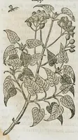 An illustration from Historia generalis plantarum : in libros XVIII per certas classes artificiose digesta, Haec plusquam mille imaginibus plantarum locupletior superioribus, omnes propemodum quae ab antiquis scriptoribus, Graecis, Latinis, Arabibus, nominantur: necnon eas quae in orientis atque Occidentis partibus, ante seculum nostrum incognitis, repertae fuerunt, tibi exhibet ; habes etiam earundem plantarum peculiaria diversis nationibus nomina: habes amplas descriptiones, è quibus singularum genus, formam, ubi crescant et quo tempore vigeant, natiorum temperamentum, vires denique in Medicina proprias cognosces. (1587)