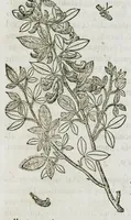 An illustration from Historia generalis plantarum : in libros XVIII per certas classes artificiose digesta, Haec plusquam mille imaginibus plantarum locupletior superioribus, omnes propemodum quae ab antiquis scriptoribus, Graecis, Latinis, Arabibus, nominantur: necnon eas quae in orientis atque Occidentis partibus, ante seculum nostrum incognitis, repertae fuerunt, tibi exhibet ; habes etiam earundem plantarum peculiaria diversis nationibus nomina: habes amplas descriptiones, è quibus singularum genus, formam, ubi crescant et quo tempore vigeant, natiorum temperamentum, vires denique in Medicina proprias cognosces. (1587)