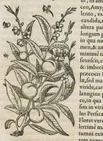An illustration from Historia generalis plantarum : in libros XVIII per certas classes artificiose digesta, Haec plusquam mille imaginibus plantarum locupletior superioribus, omnes propemodum quae ab antiquis scriptoribus, Graecis, Latinis, Arabibus, nominantur: necnon eas quae in orientis atque Occidentis partibus, ante seculum nostrum incognitis, repertae fuerunt, tibi exhibet ; habes etiam earundem plantarum peculiaria diversis nationibus nomina: habes amplas descriptiones, è quibus singularum genus, formam, ubi crescant et quo tempore vigeant, natiorum temperamentum, vires denique in Medicina proprias cognosces. (1587)