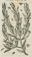 An illustration from Historia generalis plantarum : in libros XVIII per certas classes artificiose digesta, Haec plusquam mille imaginibus plantarum locupletior superioribus, omnes propemodum quae ab antiquis scriptoribus, Graecis, Latinis, Arabibus, nominantur: necnon eas quae in orientis atque Occidentis partibus, ante seculum nostrum incognitis, repertae fuerunt, tibi exhibet ; habes etiam earundem plantarum peculiaria diversis nationibus nomina: habes amplas descriptiones, è quibus singularum genus, formam, ubi crescant et quo tempore vigeant, natiorum temperamentum, vires denique in Medicina proprias cognosces. (1587)