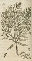 An illustration from Historia generalis plantarum : in libros XVIII per certas classes artificiose digesta, Haec plusquam mille imaginibus plantarum locupletior superioribus, omnes propemodum quae ab antiquis scriptoribus, Graecis, Latinis, Arabibus, nominantur: necnon eas quae in orientis atque Occidentis partibus, ante seculum nostrum incognitis, repertae fuerunt, tibi exhibet ; habes etiam earundem plantarum peculiaria diversis nationibus nomina: habes amplas descriptiones, è quibus singularum genus, formam, ubi crescant et quo tempore vigeant, natiorum temperamentum, vires denique in Medicina proprias cognosces. (1587)