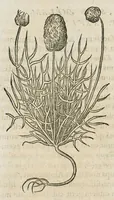 An illustration from Historia generalis plantarum : in libros XVIII per certas classes artificiose digesta, Haec plusquam mille imaginibus plantarum locupletior superioribus, omnes propemodum quae ab antiquis scriptoribus, Graecis, Latinis, Arabibus, nominantur: necnon eas quae in orientis atque Occidentis partibus, ante seculum nostrum incognitis, repertae fuerunt, tibi exhibet ; habes etiam earundem plantarum peculiaria diversis nationibus nomina: habes amplas descriptiones, è quibus singularum genus, formam, ubi crescant et quo tempore vigeant, natiorum temperamentum, vires denique in Medicina proprias cognosces. (1587)