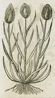 An illustration from Historia generalis plantarum : in libros XVIII per certas classes artificiose digesta, Haec plusquam mille imaginibus plantarum locupletior superioribus, omnes propemodum quae ab antiquis scriptoribus, Graecis, Latinis, Arabibus, nominantur: necnon eas quae in orientis atque Occidentis partibus, ante seculum nostrum incognitis, repertae fuerunt, tibi exhibet ; habes etiam earundem plantarum peculiaria diversis nationibus nomina: habes amplas descriptiones, è quibus singularum genus, formam, ubi crescant et quo tempore vigeant, natiorum temperamentum, vires denique in Medicina proprias cognosces. (1587)