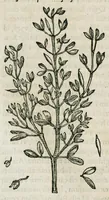 An illustration from Historia generalis plantarum : in libros XVIII per certas classes artificiose digesta, Haec plusquam mille imaginibus plantarum locupletior superioribus, omnes propemodum quae ab antiquis scriptoribus, Graecis, Latinis, Arabibus, nominantur: necnon eas quae in orientis atque Occidentis partibus, ante seculum nostrum incognitis, repertae fuerunt, tibi exhibet ; habes etiam earundem plantarum peculiaria diversis nationibus nomina: habes amplas descriptiones, è quibus singularum genus, formam, ubi crescant et quo tempore vigeant, natiorum temperamentum, vires denique in Medicina proprias cognosces. (1587)