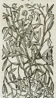 An illustration from Historia generalis plantarum : in libros XVIII per certas classes artificiose digesta, Haec plusquam mille imaginibus plantarum locupletior superioribus, omnes propemodum quae ab antiquis scriptoribus, Graecis, Latinis, Arabibus, nominantur: necnon eas quae in orientis atque Occidentis partibus, ante seculum nostrum incognitis, repertae fuerunt, tibi exhibet ; habes etiam earundem plantarum peculiaria diversis nationibus nomina: habes amplas descriptiones, è quibus singularum genus, formam, ubi crescant et quo tempore vigeant, natiorum temperamentum, vires denique in Medicina proprias cognosces. (1587)